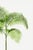 Paper Vintage Palm Tree Illustration, Botanical Art Print Reproduction, 24" X 36" For Sale - Image 7 of 9