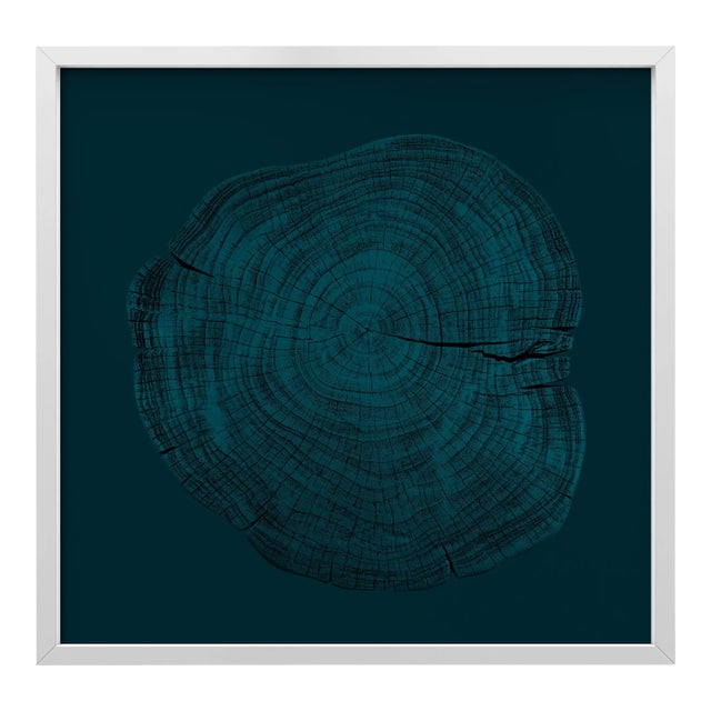 Stump 1 - Variation 15 by Trinette + Chris Print with White Frame - 50 X 50 For Sale