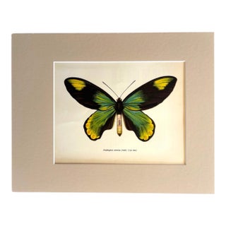 Vintage 1965 Butterfly Print in 11x14 Mat: Ornithoptera Victoriae (Male), EUC For Sale