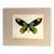 Vintage 1965 Butterfly Print in 11x14 Mat: Ornithoptera Victoriae (Male), EUC For Sale