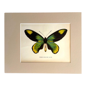 Vintage 1965 Butterfly Print in 11x14 Mat: Ornithoptera Victoriae (Male), EUC