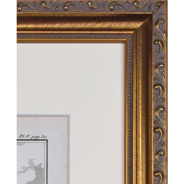 Paper 18th Century Original French Monkey Engraving by Buffon 1789 For Sale - Image 7 of 8