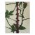 1991 Rose Thorns Colored Etching For Sale