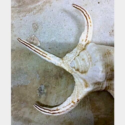 Coastal Vintage Spider Conch Seashell For Sale - Image 3 of 4