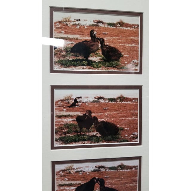 Experience the enchanting allure of Hawaii's wildlife captured in Michael Lemes' series of original photographic silver...