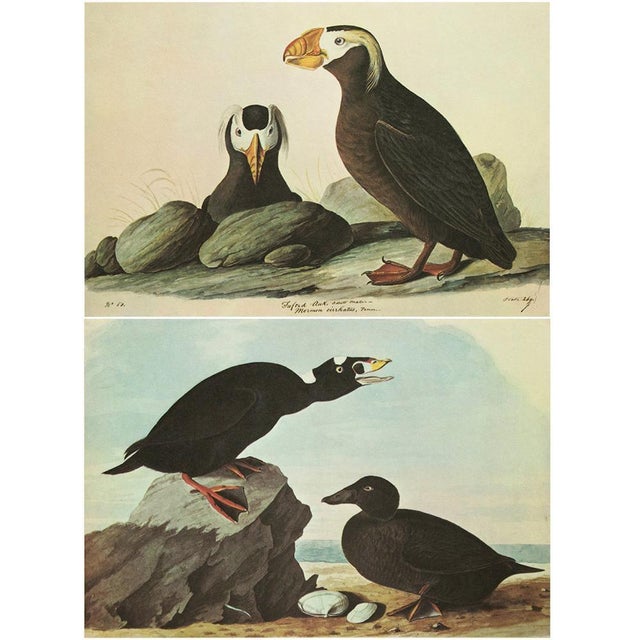 1960s 1966 Vintage Nautical Cottage Print "Tufted Puffin and Surf Duck" After John James Audubon For Sale - Image 5 of 7