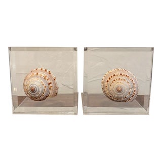 Pair of Vintage Seashell Lucite Acrylic Bookends For Sale