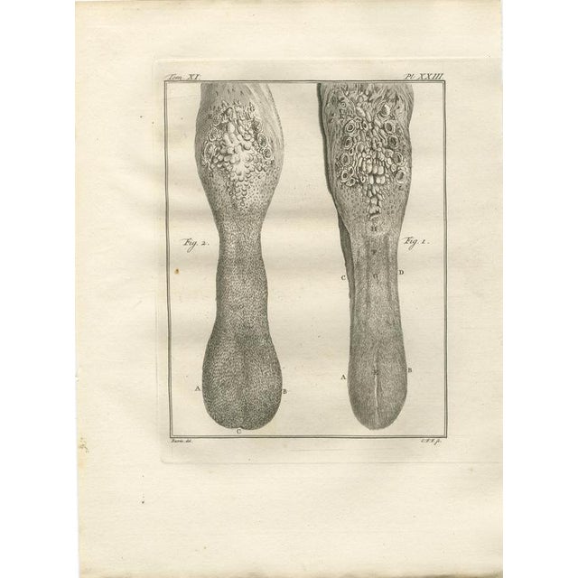 Pair of antique camel anatomy engravings, buffon scientific plates 1769 this refined pair of 18th-century camel anatomy...