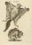 The hand-colored engraving depicts two flying squirrels, one in motion with its limbs extended and patagium (gliding...
