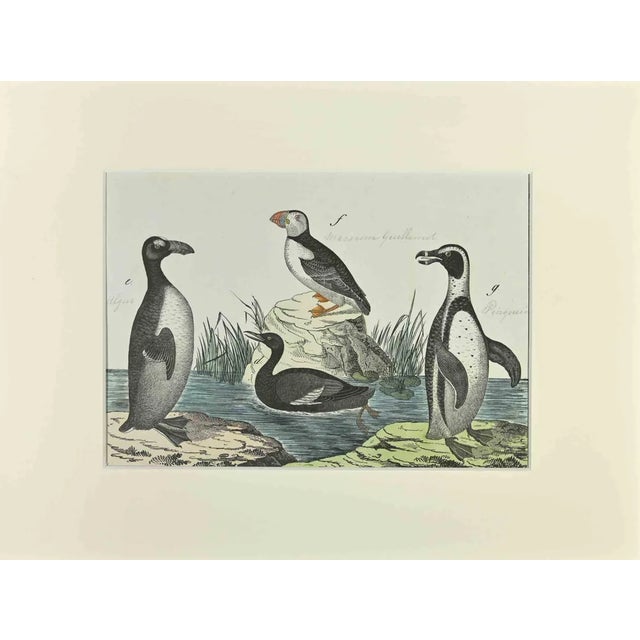 Johann Friedrich Naumann, Macarena and Penguin, Etching, 1840 For Sale