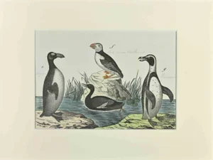 Johann Friedrich Naumann, Macarena and Penguin, Etching, 1840