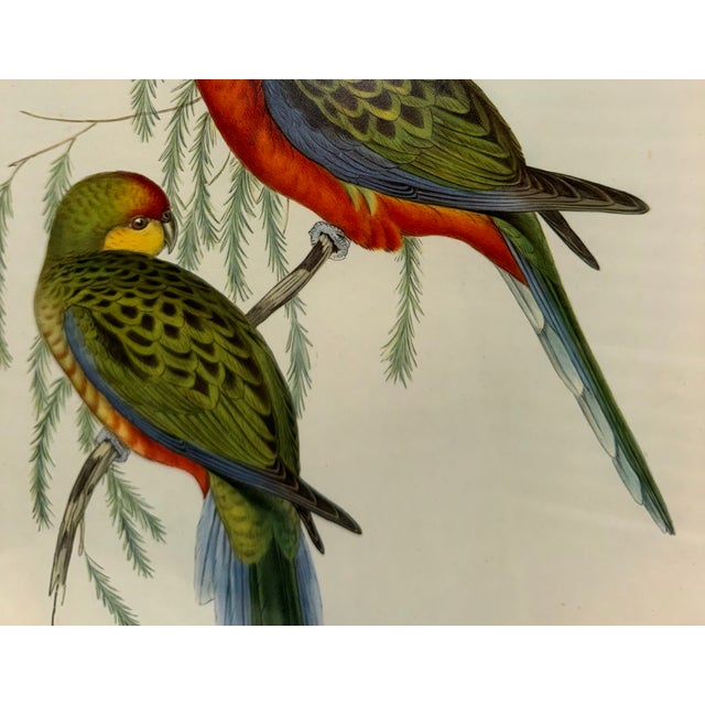 Printmaking Materials John Gould Original 1848 “Platycercus Icterotis” Hand-Colored Bird Lithograph For Sale - Image 7 of 9