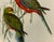 Printmaking Materials John Gould Original 1848 “Platycercus Icterotis” Hand-Colored Bird Lithograph For Sale - Image 7 of 9