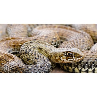 Saskia Van De Meeberg, Snake, Fine Art Print, 2023 For Sale