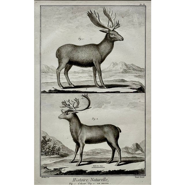 Original copperplate engraving of an Elk & Reindeer by artist François-Nicolas Martinet. From the natural history...