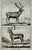 Original copperplate engraving of an Elk & Reindeer by artist François-Nicolas Martinet. From the natural history...