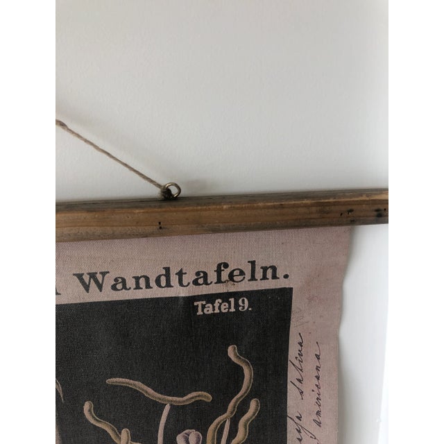 Reproduction Botanical Chart From German Original by Hermann Zippel & Carl Bollmann For Sale - Image 4 of 9