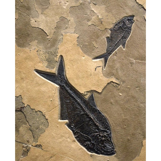 Fossil Fish Mural 4062gm For Sale - Image 4 of 5