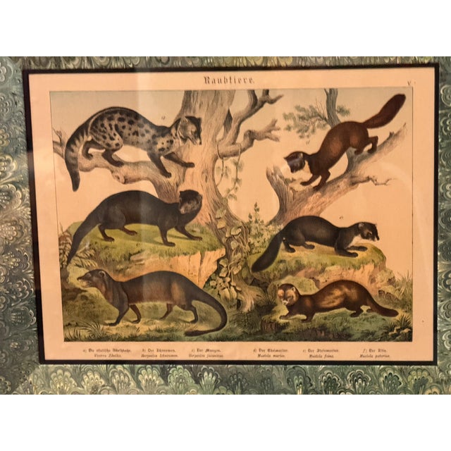Set of Nine Gotthilf Von Schubert Natural History Chromolithographs For Sale - Image 10 of 17