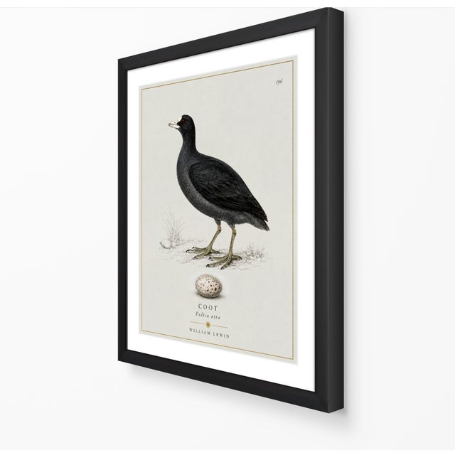 Boutique Archival William Lewin "Waterbirds & Waders" Prints - Set of 15 (8" X 10") For Sale - Image 17 of 18
