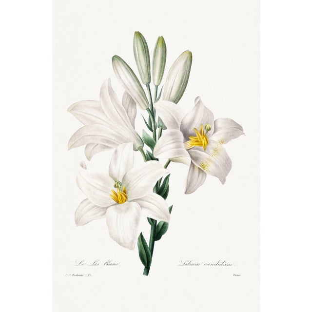 Madonna Lily, Vintage Botanical Art Print Reproduction by Pierre-Joseph Redouté, 16" X 24" For Sale