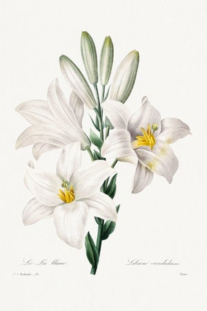 Madonna Lily, Vintage Botanical Art Print Reproduction by Pierre-Joseph Redouté, 16" X 24"