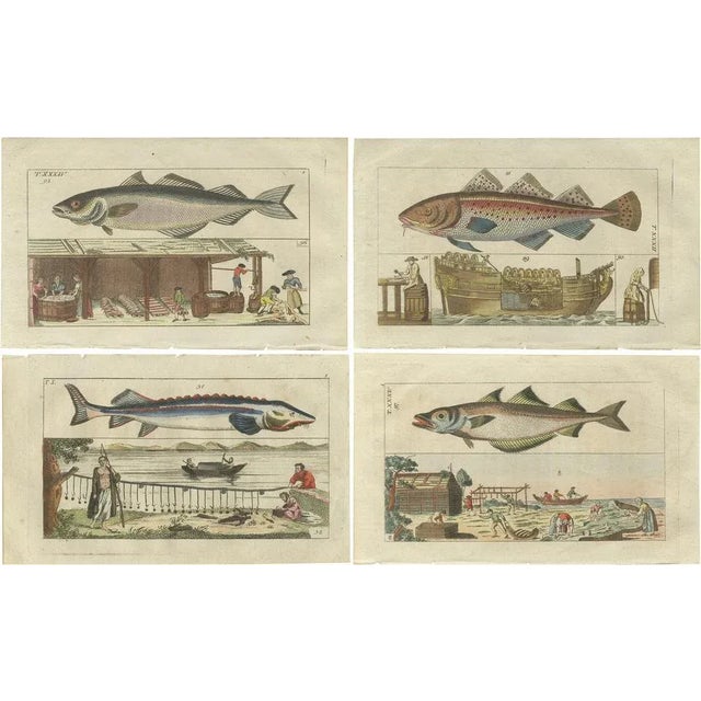 Fish Prints, 1832, Paper, Set of 4 For Sale - Image 6 of 6