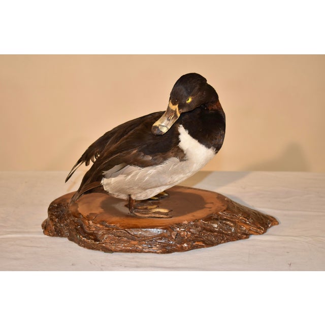 1980s Canvasback Duck Mounted on Live Edge Wood For Sale - Image 5 of 7