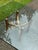 Vintage 1970s McGuire Style Bamboo Organic Coffee Table For Sale - Image 4 of 8