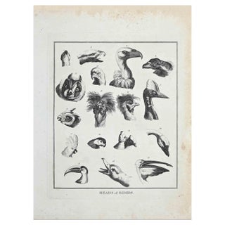 Thomas Holloway, Heads of Birds, Original Etching, 1810 For Sale