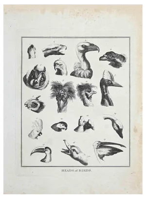 Thomas Holloway, Heads of Birds, Original Etching, 1810