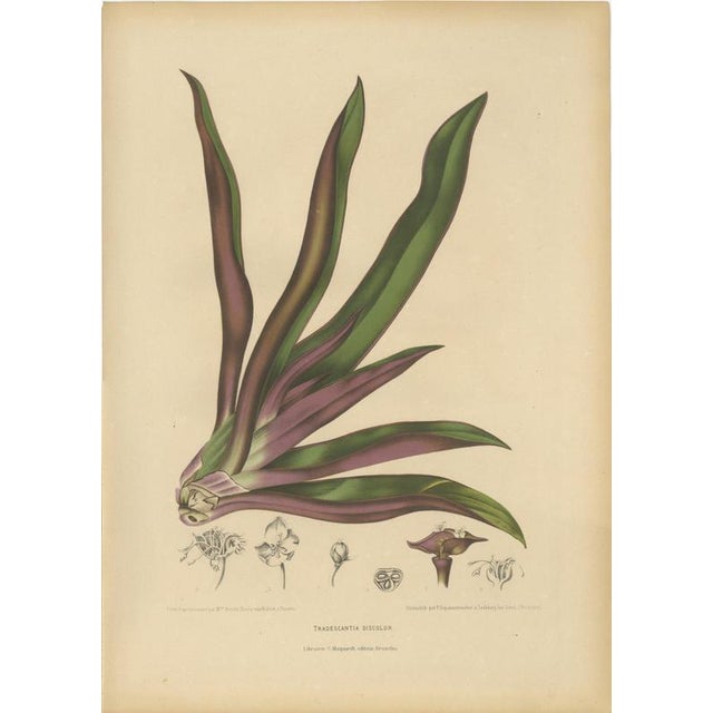 Berthe Hoola van Nooten, Oyster Plant, 1880, Chromolithograph For Sale - Image 10 of 10