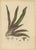 Berthe Hoola van Nooten, Oyster Plant, 1880, Chromolithograph For Sale - Image 10 of 10