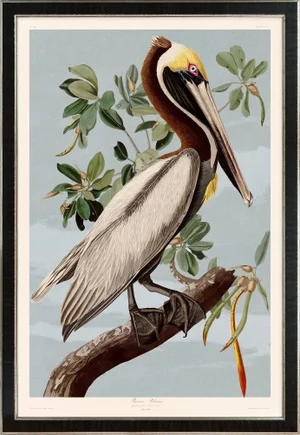Brown Pelican Print in Black Veneer With Silver Edge Moulding, After Audubon