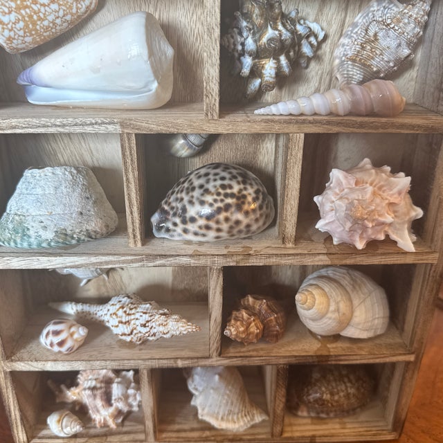 Vintage Curated Seashell Specimen Collection in Wooden Shadow Box Cabinet For Sale - Image 4 of 10
