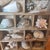 Vintage Curated Seashell Specimen Collection in Wooden Shadow Box Cabinet For Sale - Image 4 of 10
