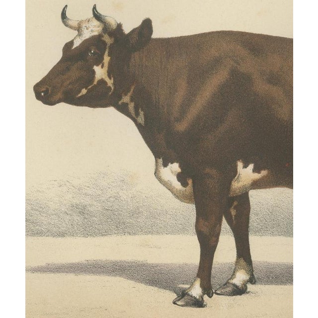 19th Century Borie, Flemish Cow, French Cattle Breed, 1863, Chromolithograph For Sale - Image 5 of 9