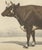 19th Century Borie, Flemish Cow, French Cattle Breed, 1863, Chromolithograph For Sale - Image 5 of 9