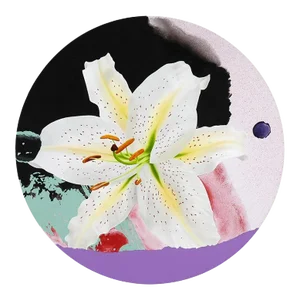 The White Lily, Michael Knigin Acrylic on Canvas