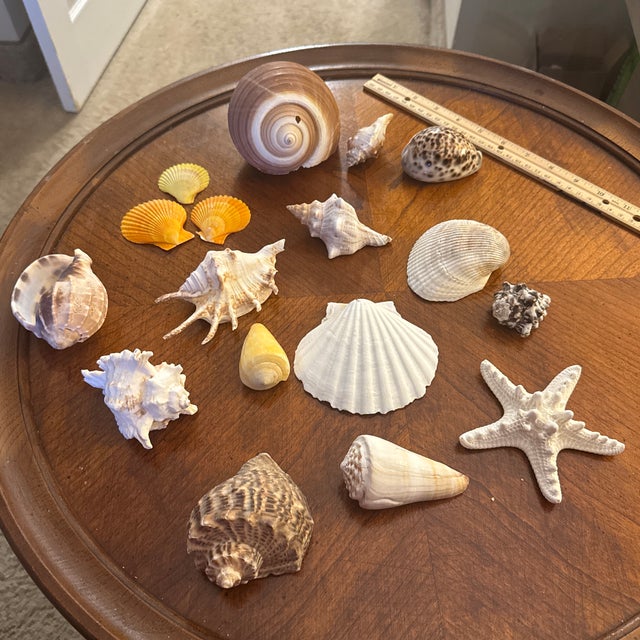 Curated Coastal Marine Specimen & Sea Shell Collection For Sale - Image 12 of 12