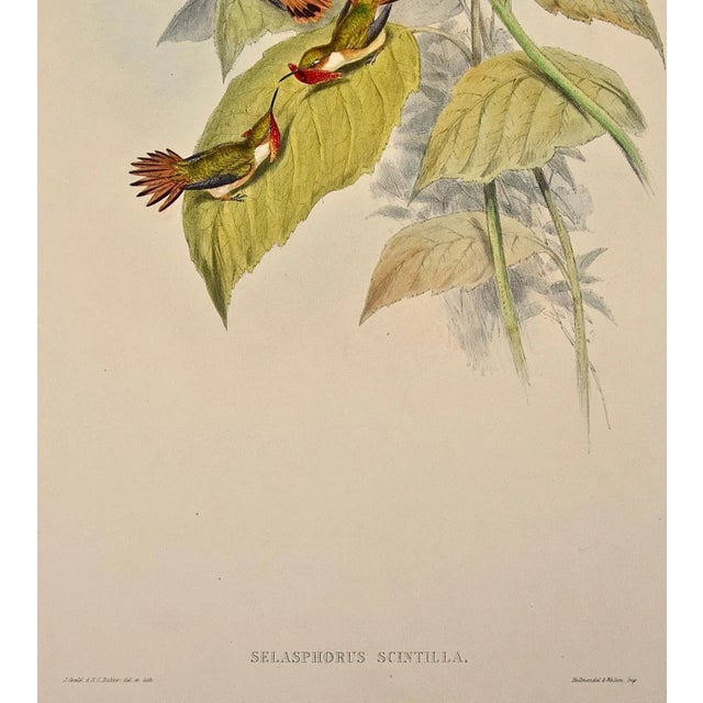 Green Flame-Bearer Hummingbirds: A 19th Hand-Colored "Selasphorus Scintilla" by John Gould and Henry Constantine Richter 1850 For Sale - Image 8 of 9
