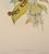 Green Flame-Bearer Hummingbirds: A 19th Hand-Colored "Selasphorus Scintilla" by John Gould and Henry Constantine Richter 1850 For Sale - Image 8 of 9