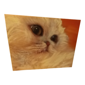 Coco White Himalayan Cat 11x14 Oil Painting