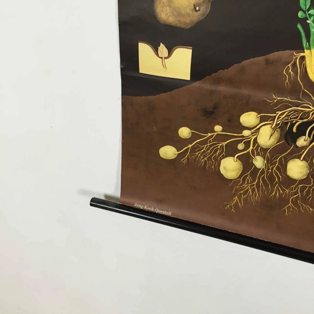 1960s Vintage Botanical West German Biology Print Chart by Hagemann, Germany, 1960s For Sale - Image 5 of 9