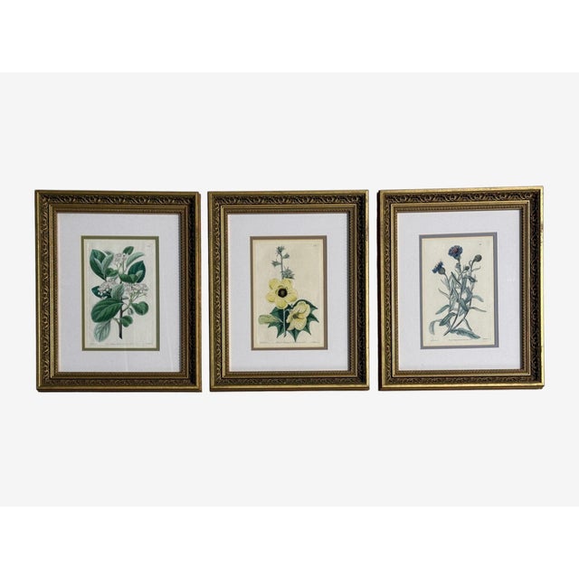 Traditional Wall Decor, Framed Botanical Drawings, Giltwood Frame, 19th c. A set of three custom framed and matted...