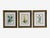 Traditional Wall Decor, Framed Botanical Drawings, Giltwood Frame, 19th c. A set of three custom framed and matted...