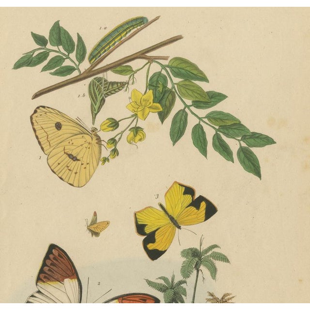 Guérin & Duméril, Butterfly and Moth, 1835, Engraving, Set of 2 For Sale - Image 6 of 10
