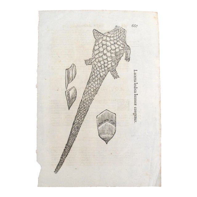 17th Century Italian Vintage Lacerta Indica Iuannae Congener (P.667-668) Book Page, Colored Steel Engraving For Sale