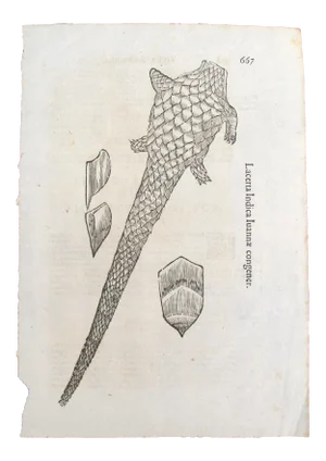 17th Century Italian Vintage Lacerta Indica Iuannae Congener (P.667-668) Book Page, Colored Steel Engraving