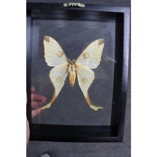 Yellow Framed Female Comet Moth Shadow Box Specimen Display For Sale - Image 8 of 10